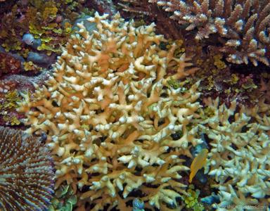 CotW: Seriatopora aculeata