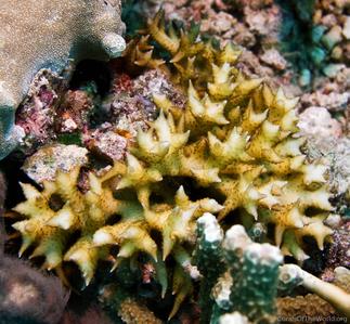 CotW: Seriatopora aculeata