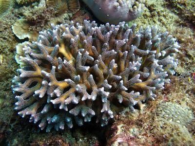 CotW: Seriatopora caliendrum