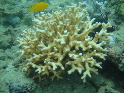 CotW: Seriatopora caliendrum