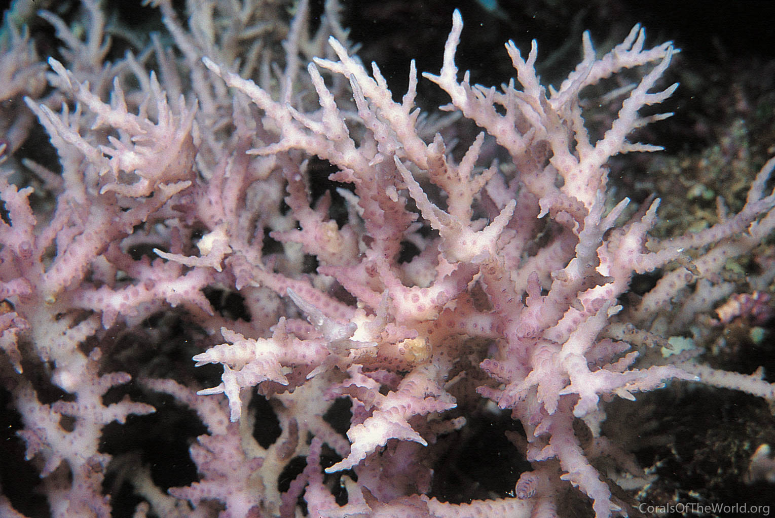 Image from Corals of the World: Seriatopora dendritica