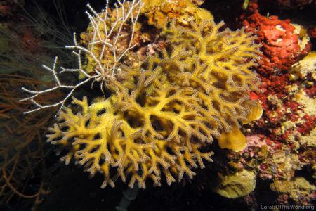 CotW: Seriatopora guttatus