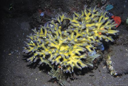 CotW: Seriatopora guttatus