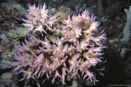 CotW preview: Seriatopora hystrix