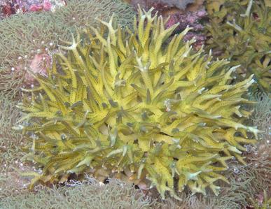 CotW preview: Seriatopora stellata