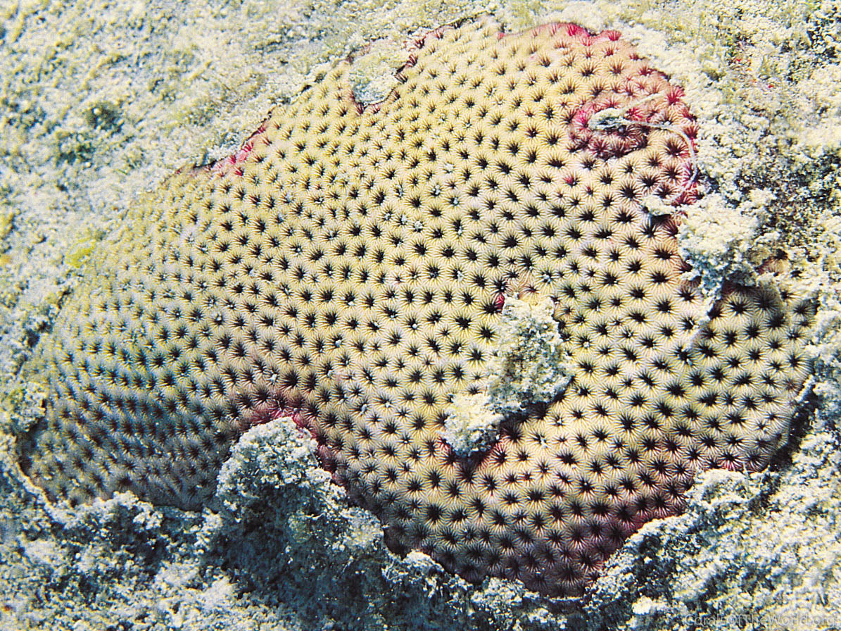 Image from Corals of the World: Siderastrea radians