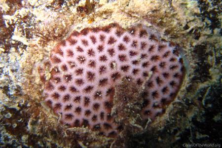 CotW preview: Siderastrea radians