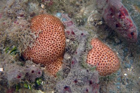 CotW: Siderastrea radians
