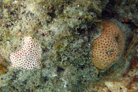 CotW: Siderastrea radians