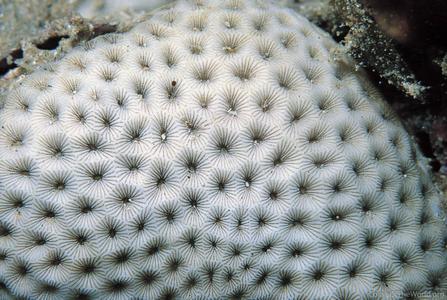 CotW: Siderastrea savignyana