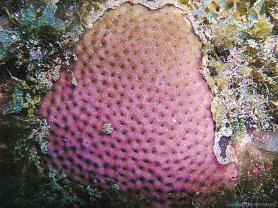 CotW: Siderastrea siderea