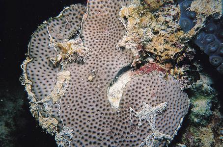 CotW: Siderastrea stellata