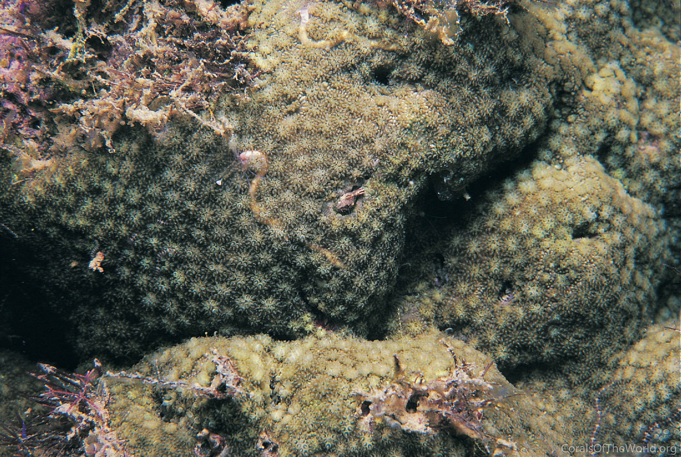 Image from Corals of the World: Simplastrea vesicularis