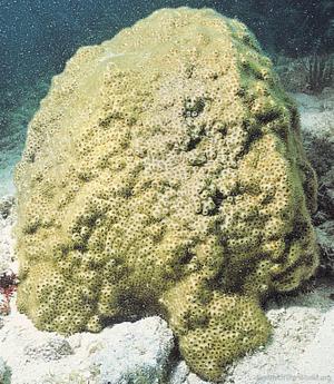 CotW: Solenastrea bournoni