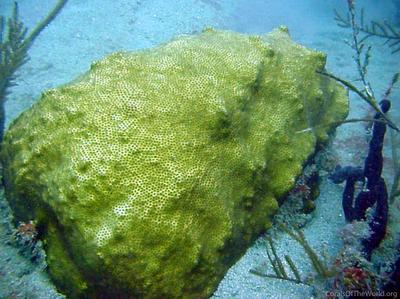 CotW: Solenastrea bournoni