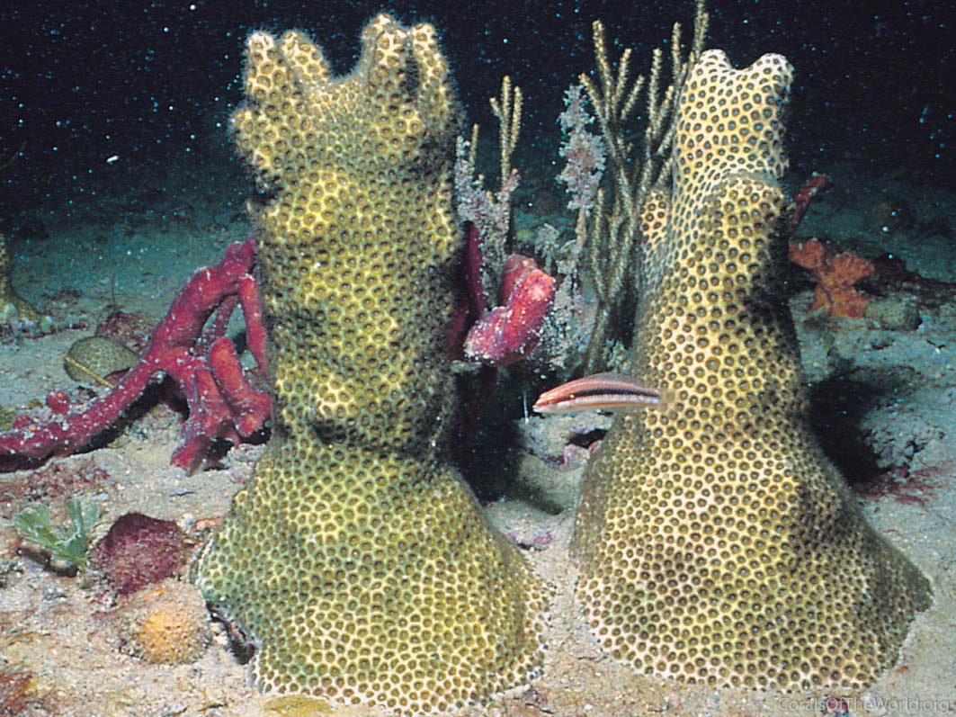 Solenastrea hyades