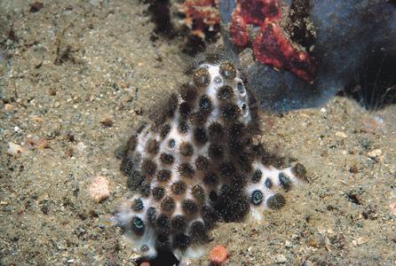 CotW preview: Solenastrea hyades