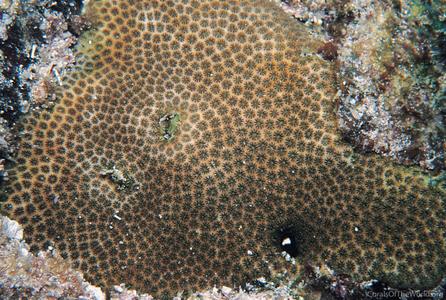 CotW preview: Stephanocoenia michelini