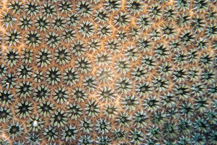 CotW: Stephanocoenia michelini
