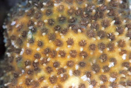 CotW preview: Stylocoeniella armata