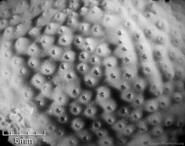 CotW: Stylocoeniella cocosensis