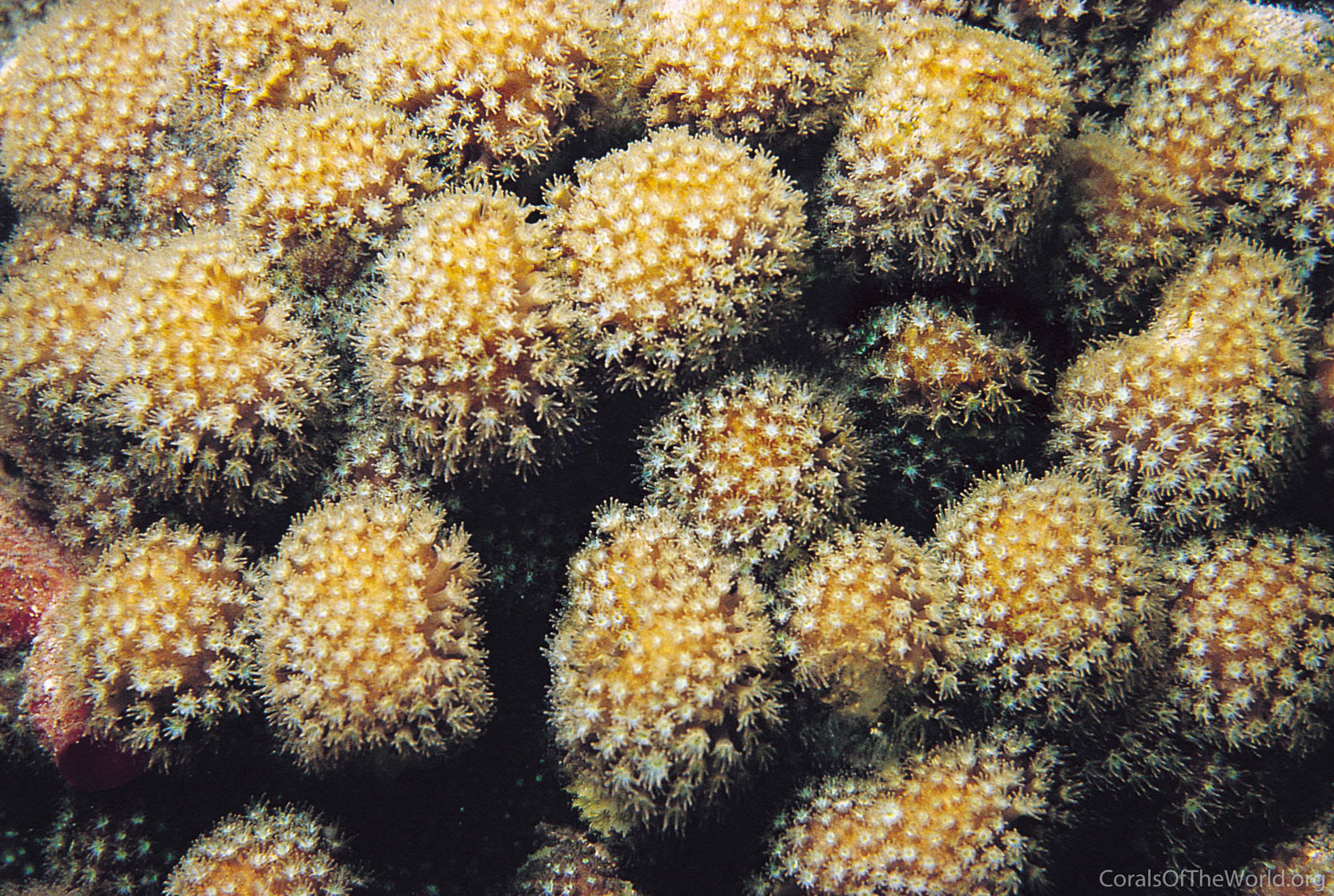 Image from Corals of the World: Stylocoeniella guentheri