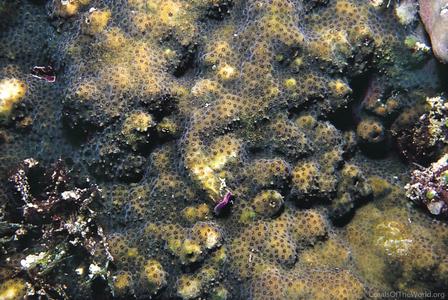 CotW: Stylocoeniella guentheri