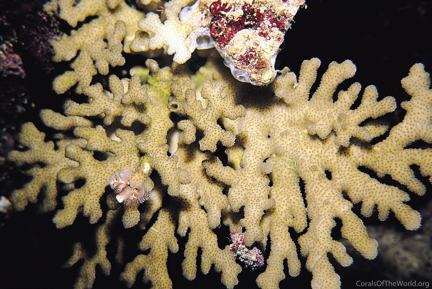 Stylophora danae