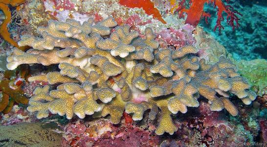 CotW: Stylophora danae