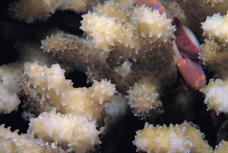 CotW: Stylophora kuehlmanni