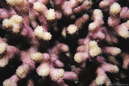 CotW: Stylophora kuehlmanni