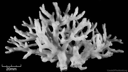 CotW: Stylophora kuehlmanni