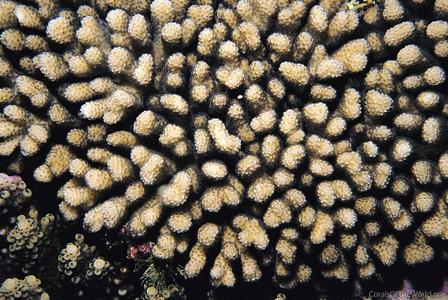 CotW: Stylophora madagascarensis