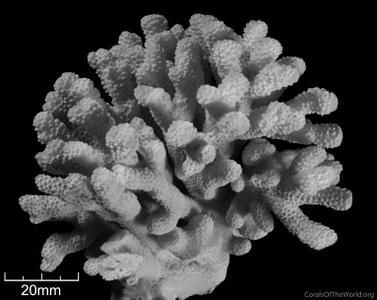 CotW: Stylophora madagascarensis