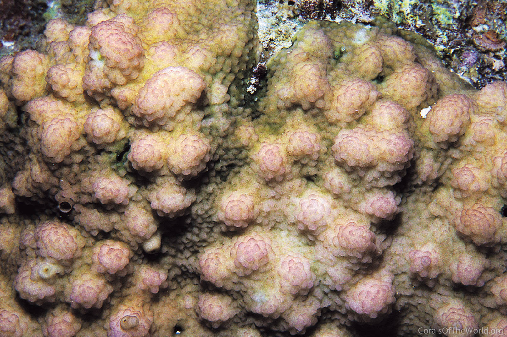 Image from Corals of the World: Stylophora mamillata