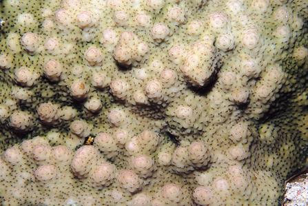 CotW: Stylophora mamillata