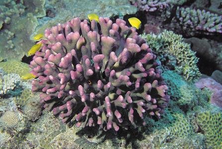 CotW preview: Stylophora pistillata