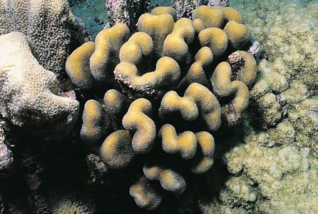 CotW: Stylophora pistillata