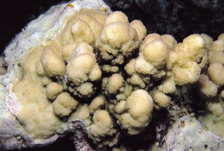 CotW: Stylophora wellsi