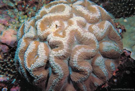 CotW: Symphyllia agaricia