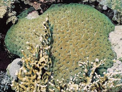 CotW preview: Symphyllia erythraea
