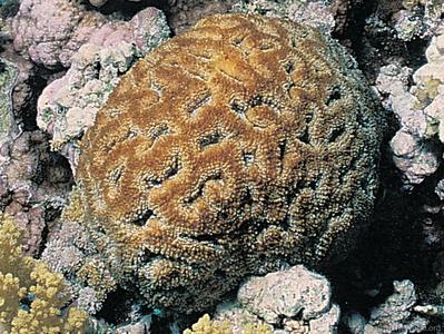 CotW: Symphyllia erythraea