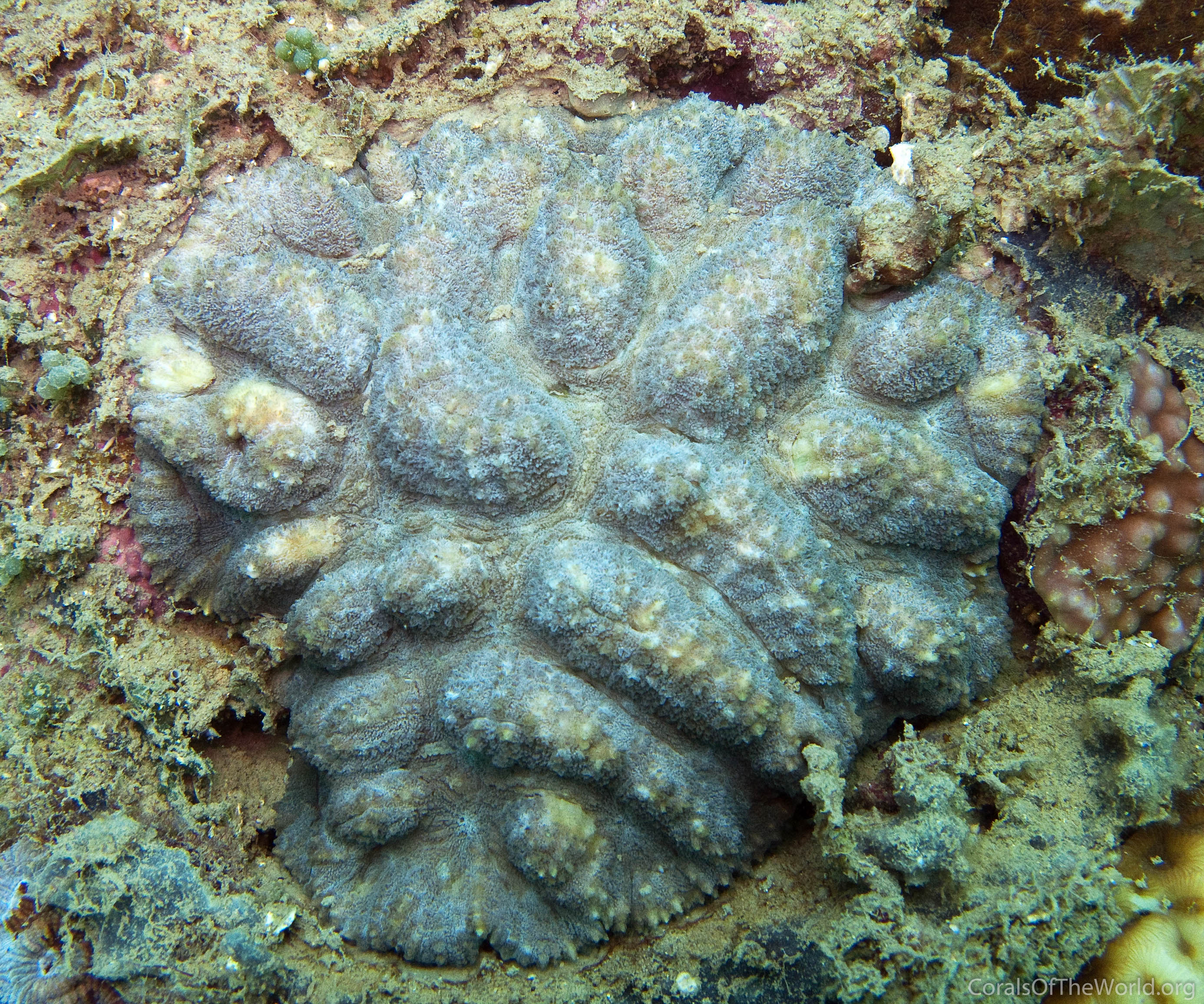 Symphyllia hassi