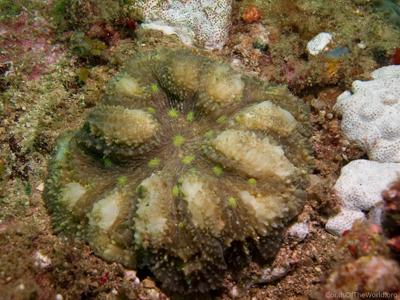 CotW: Symphyllia hassi