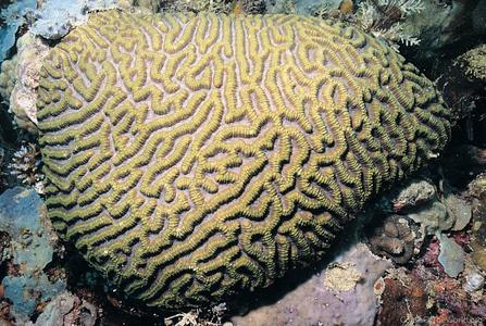 CotW: Symphyllia recta