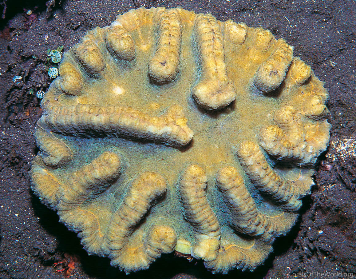 Symphyllia valenciennesi