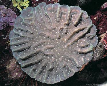 CotW: Symphyllia valenciennesi