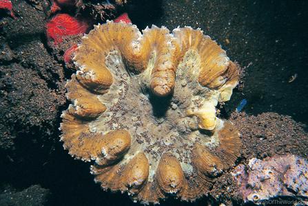 CotW: Symphyllia valenciennesi