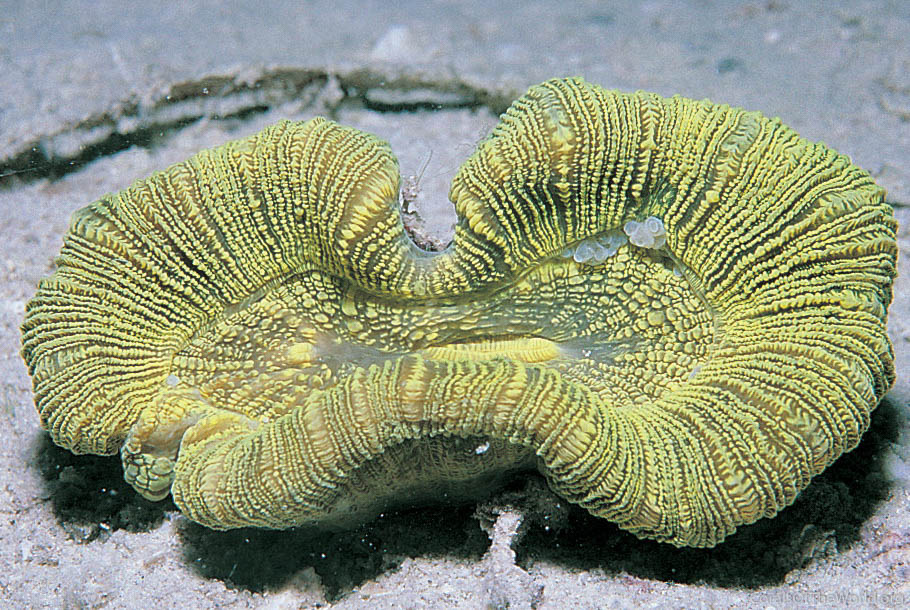Trachyphyllia geoffroyi