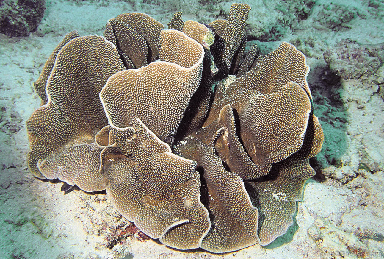 Image from Corals of the World: Turbinaria bifrons